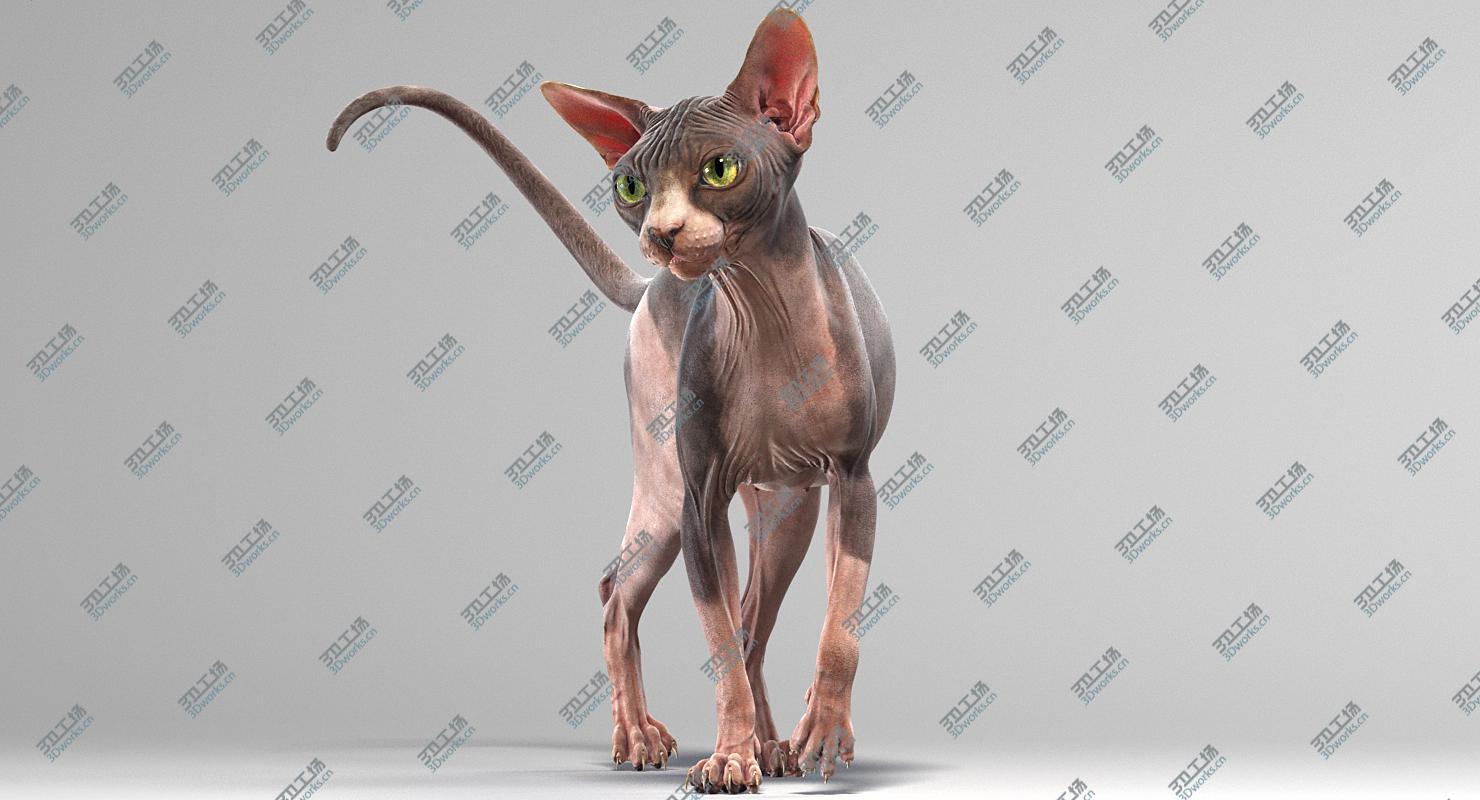 images/goods_img/2021040165/Sphynx Cat 3D/2.jpg